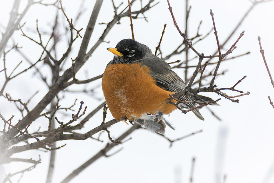 American Robin Perched Photograph