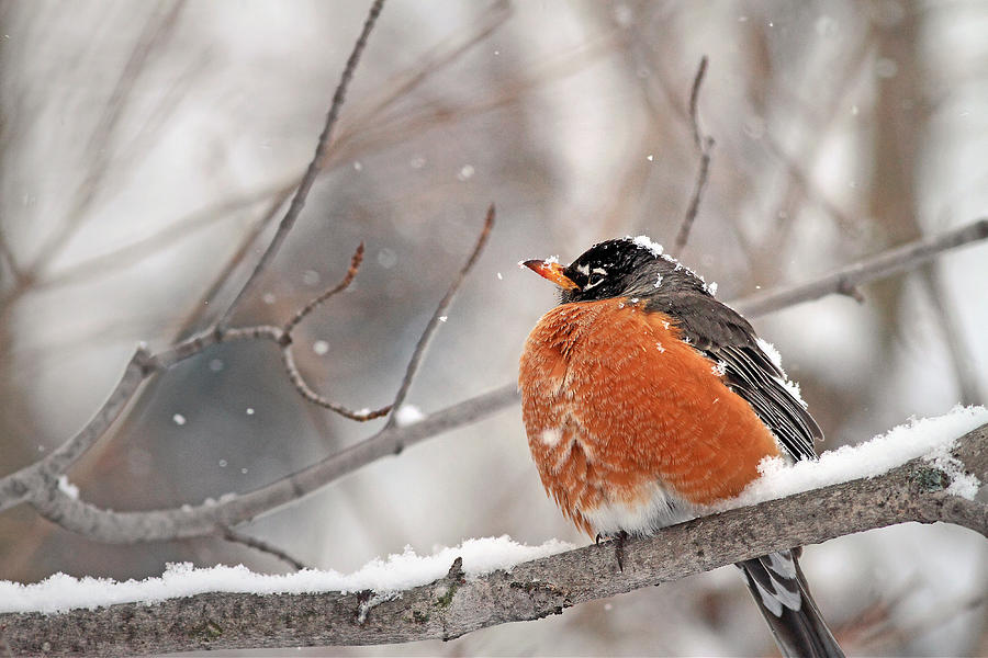 American Robin Perched in Snow Photograph by Cappi Thompson