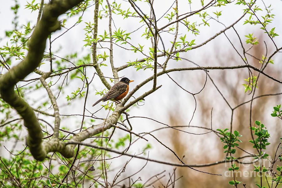 American Robin Perched on Branch Photograph by Jennifer White