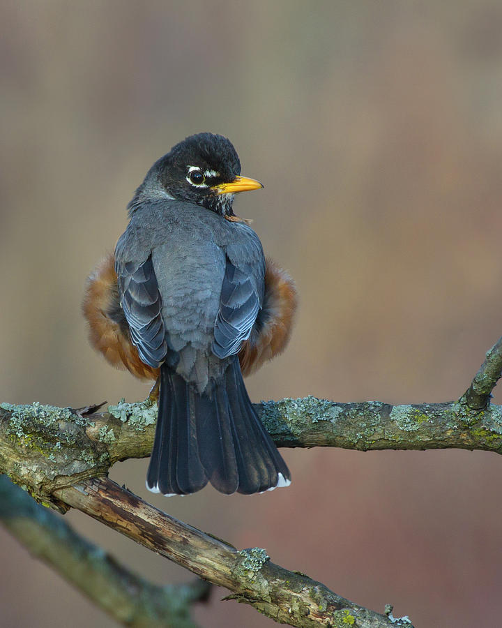American Robin Portrait Photograph by Timothy McIntyre