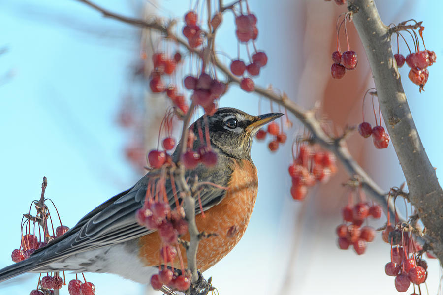 American Robin Photograph by Richard Plourde - Fine Art America