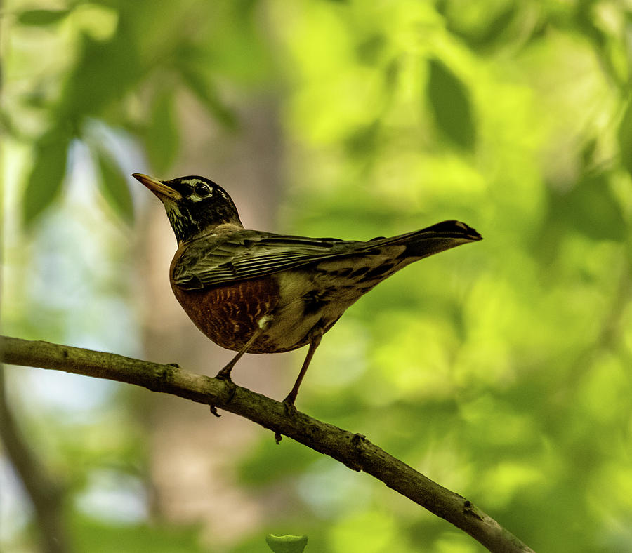 American Robin Photograph by Rick Nelson