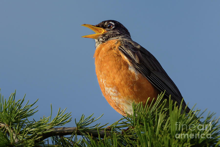 American Robin Singing for Spring Photograph by Nancy Gleason