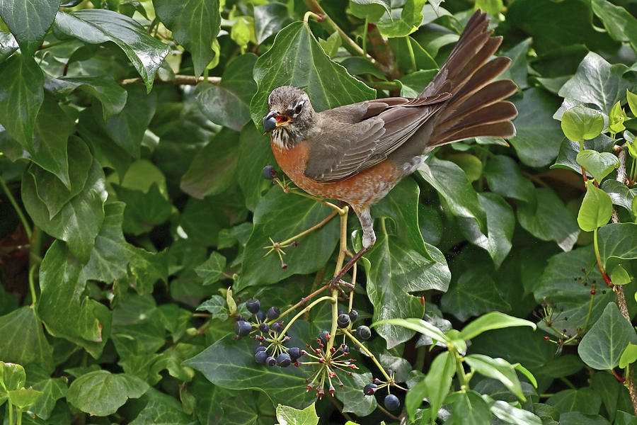 American Robin - Turdus Migratorius Photograph
