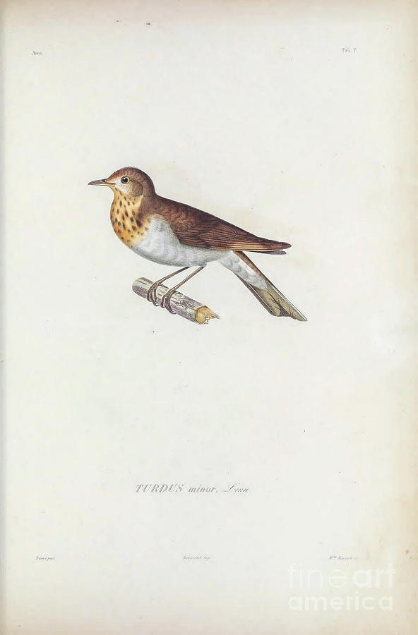 American robin Turdus migratorius t1 Photograph by Historic illustrations