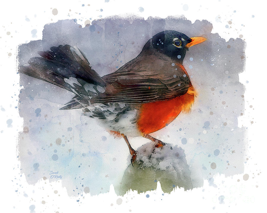 American Robin Watercolor Mixed Media by Sandi OReilly