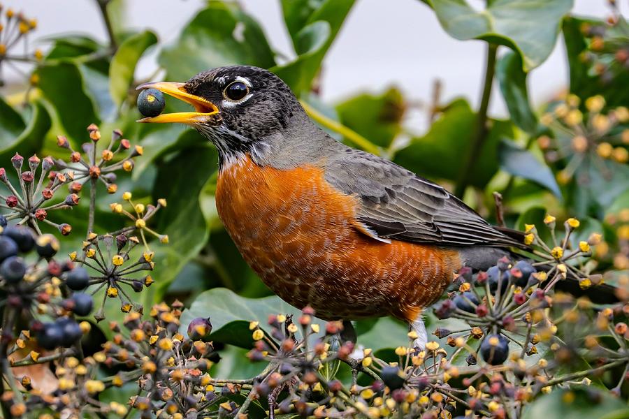 American Robin with Berry Photograph by Joseph Siebert - Pixels