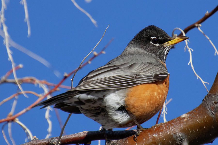 American Robin with Blue Sky Photograph by Cascade Colors