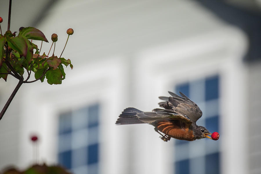 American Robin with fruit Photograph by Laszlo Podor