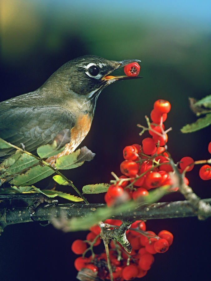 Robin Photograph - American Robin with Mountain Ash Berries by Tim Fitzharris