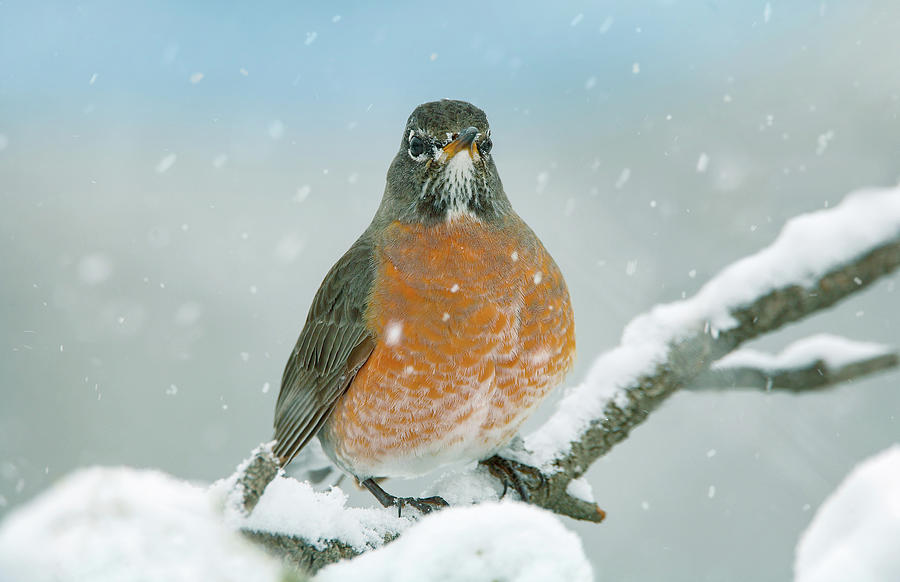Robin Photograph - American Robin with Snow by Tim Fitzharris