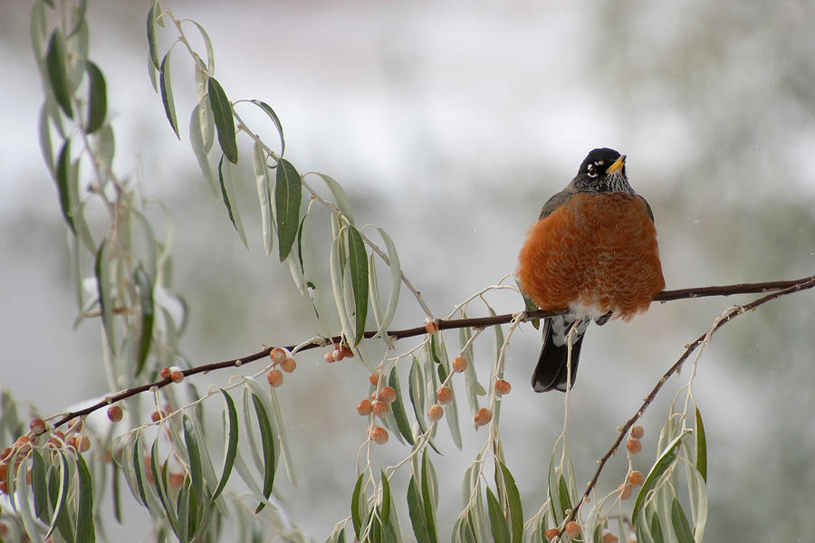 American Robin with Snowy Background Photograph by Cascade Colors
