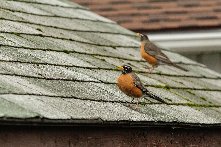 American Robins on the roof Photograph by SAURAVphoto Online Store