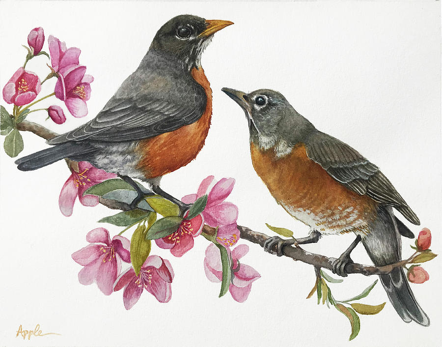 American Robins State Bird Original Wildlife Watercolor Painting by Linda Apple