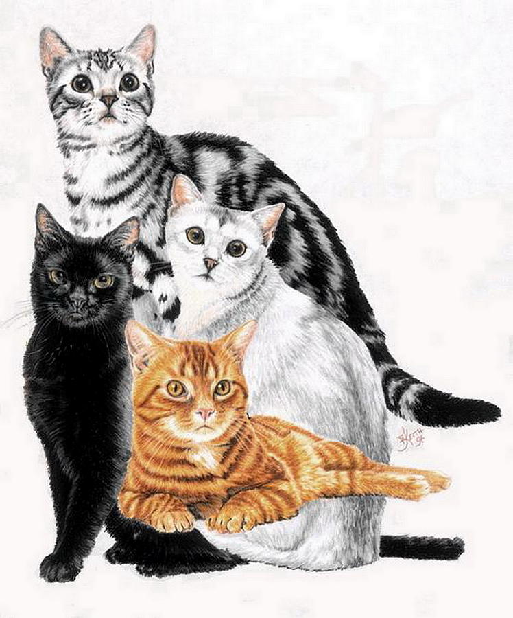 American Shorthair Collage Drawing by Barbara Keith