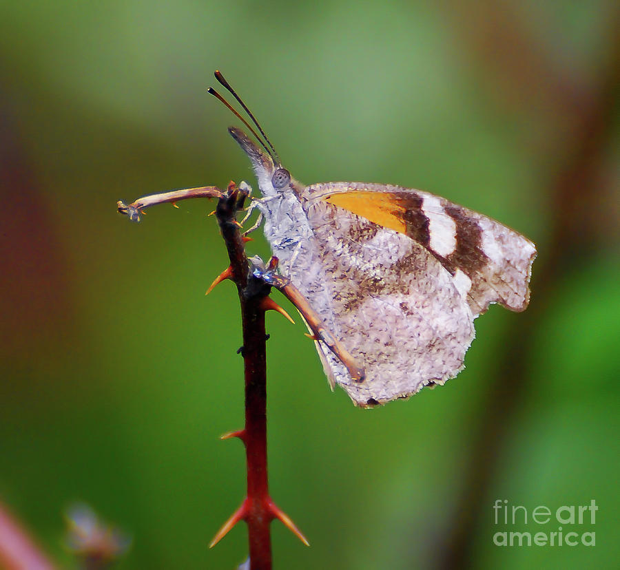 American Snout Butterfly Photograph by Kerri Farley