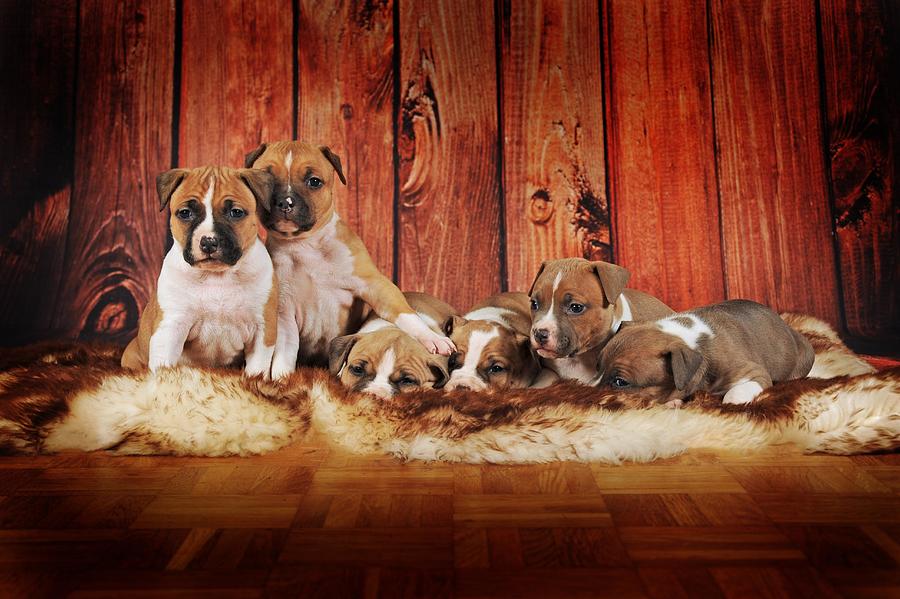 American Staffordshire Terrier, group of puppies 4 weeks, red-white, lying on fur blanket, Austria Photograph by Anni Sommer