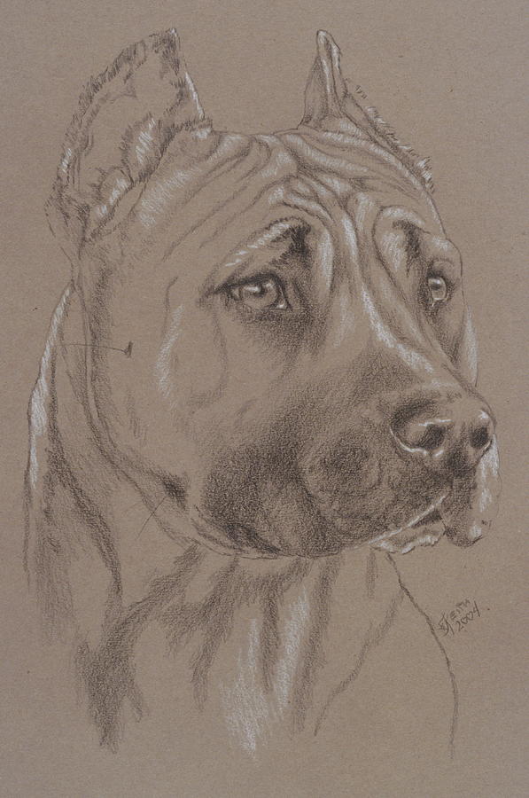 American Staffordshire Terrier in Pencil Drawing by Barbara Keith