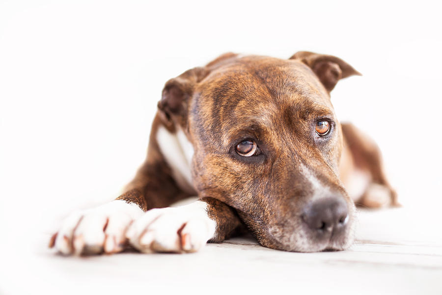 American staffordshire terrier, studio, looking into camera. Photograph by Photo by Jeff Krol