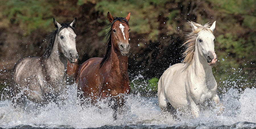 American Stallions. Photograph by Paul Martin