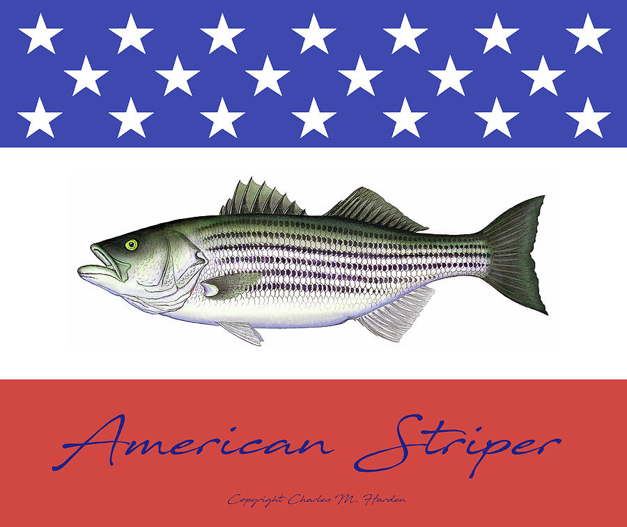 American Striper Striped Bass Fleece Blanket Painting by Charles Harden