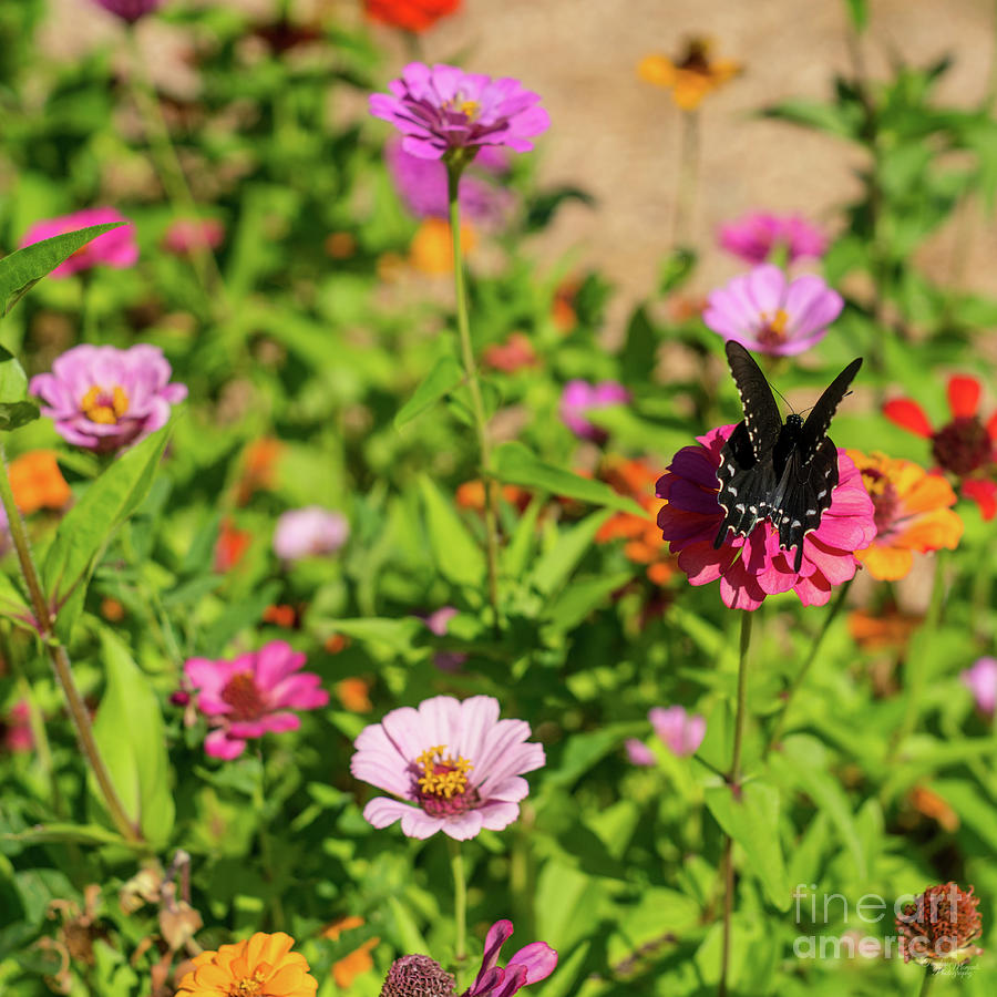 American Swallowtail And Marigolds Photograph by Jennifer White