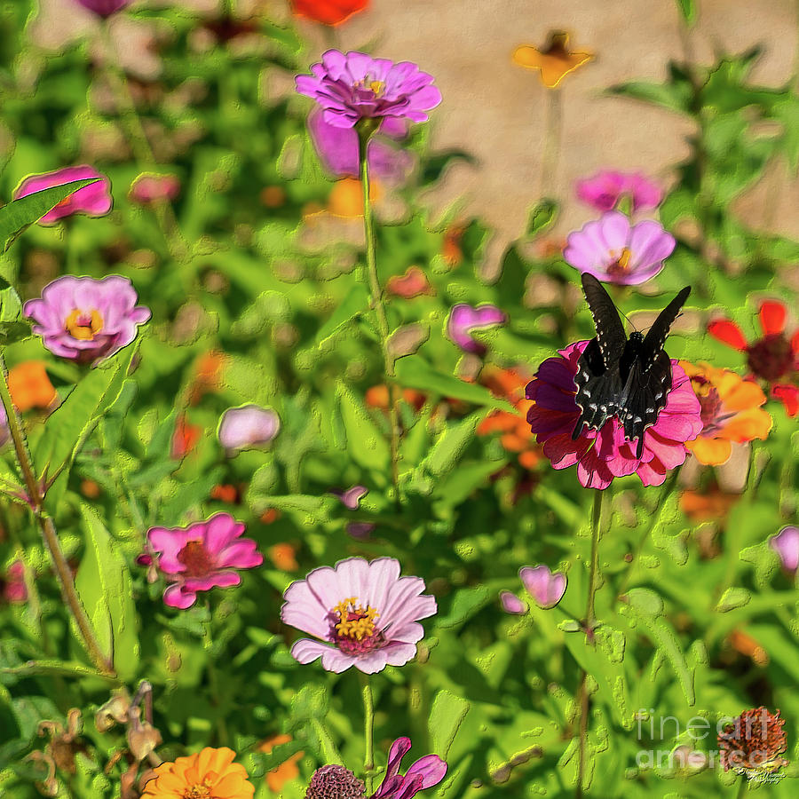 American Swallowtail And Marigolds Painterly Photograph by Jennifer White