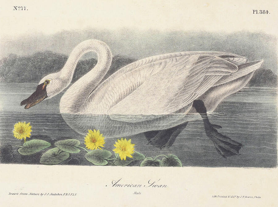 American Swan c. 1840 Digital Art by Kim Kent