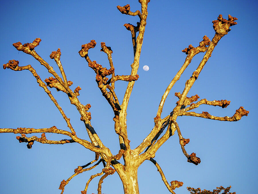 Nature Photograph - American Sycamore at Sunset with Moon by Rachel Morrison