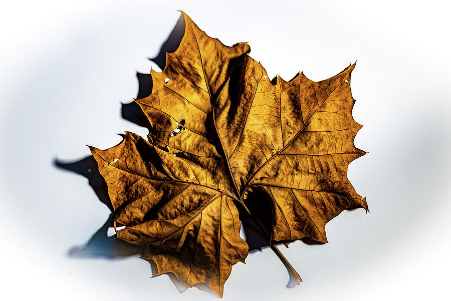 American Sycamore Tree Leaf Photograph