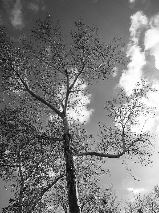American Sycamore  Photograph by W Craig Photography