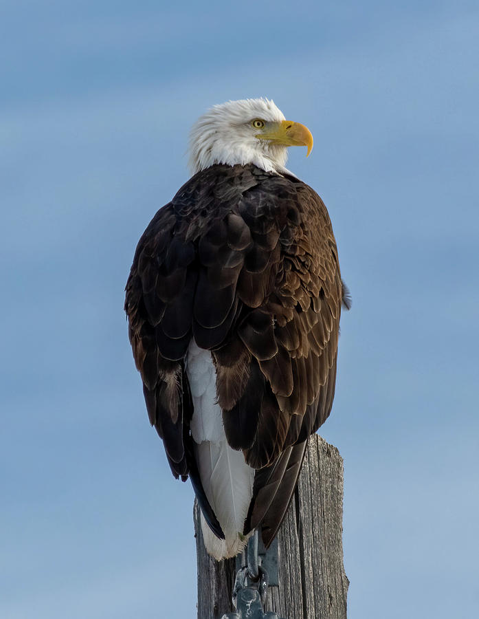 American Symbol Photograph by Julie Barrick - Fine Art America