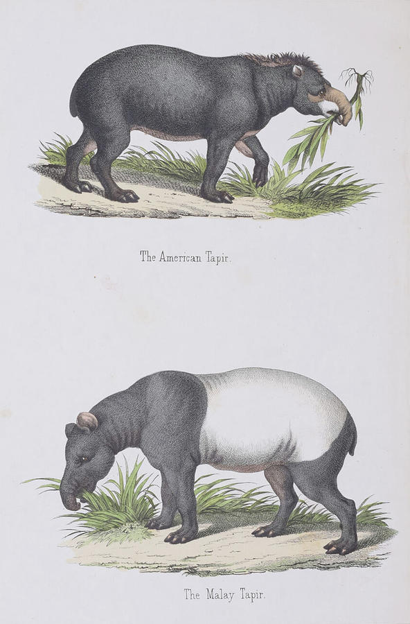American Tapir, Malay Tapir c. 1862 Digital Art by Kim Kent