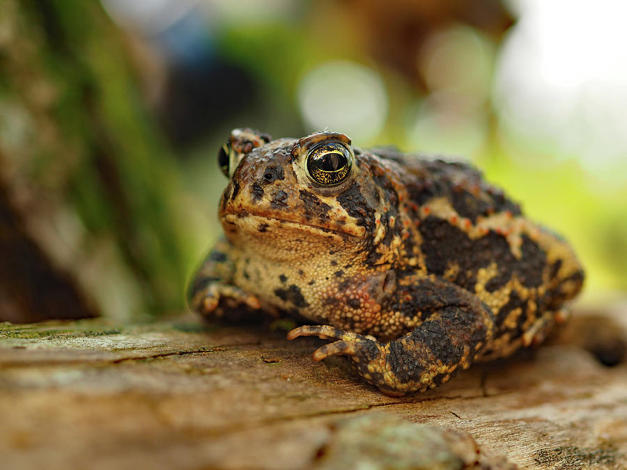 American Toad Photograph by James Peterson