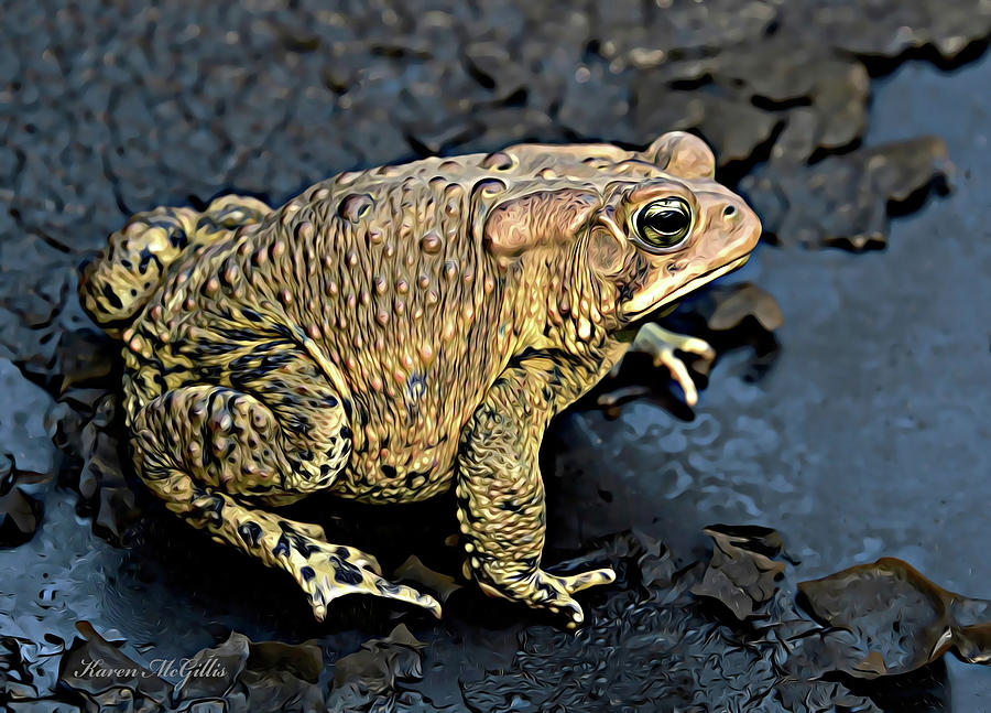 American Toad Digital Art by Karen McGillis - Fine Art America