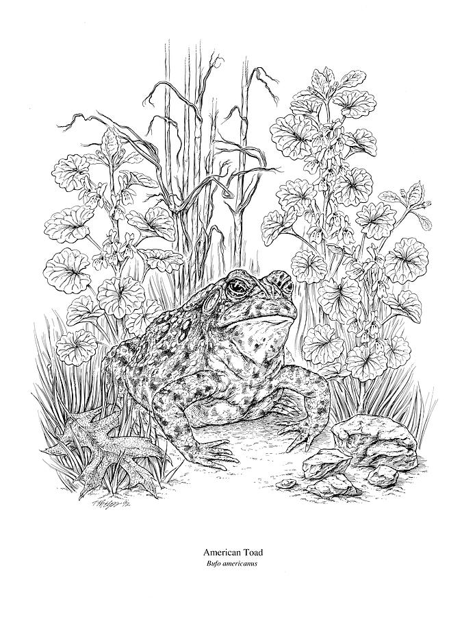 American Toad Pen and Ink Digital Art by Tim Phelps