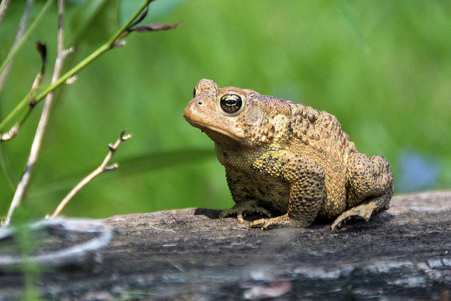 American Toad Photograph by Steve Stuller