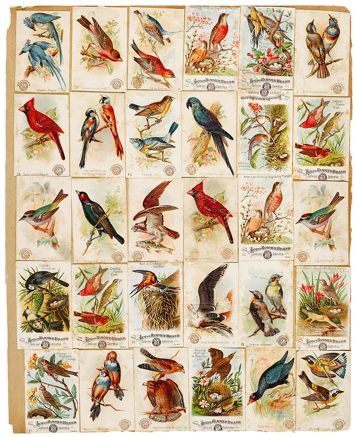 American Trade Cards. A Scrap-book Containing Approximately 550 Chromolithographed American Trade Ca Painting