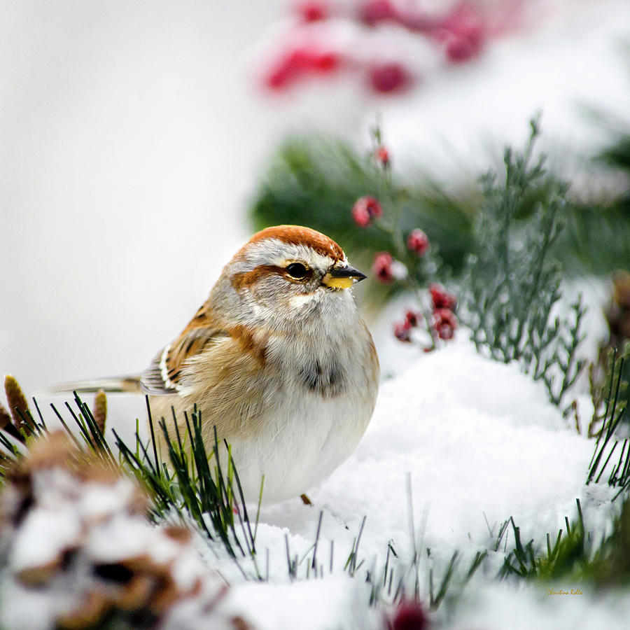 American Tree Sparrow Bird In Snow Photograph by Christina Rollo