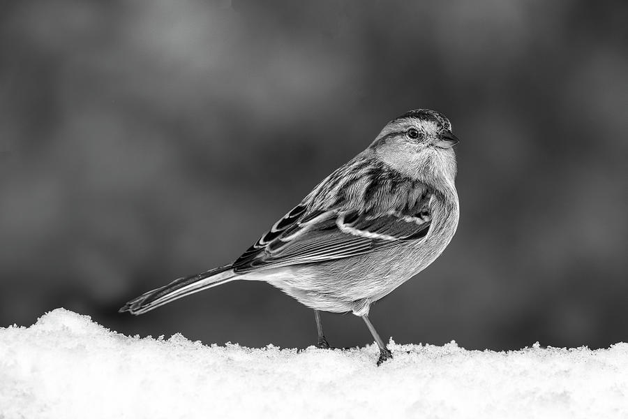 American Tree Sparrow BW Photograph by Susan Candelario