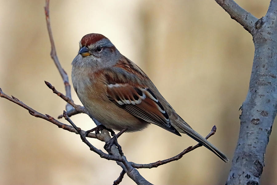 American Tree Sparrow Close Up Photograph by Debbie Oppermann