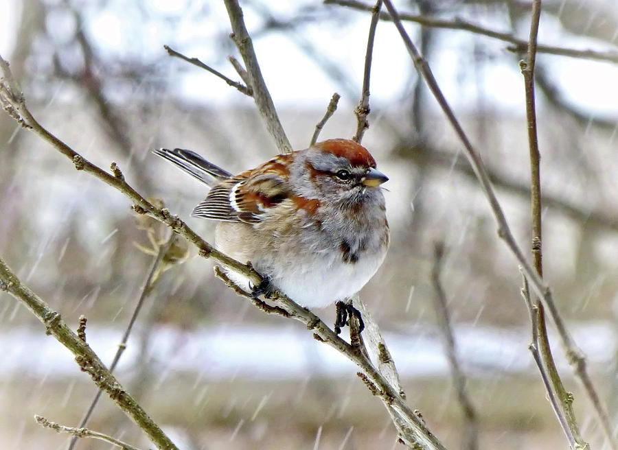 American Tree Sparrow in Snowfall Photograph by Lyuba Filatova