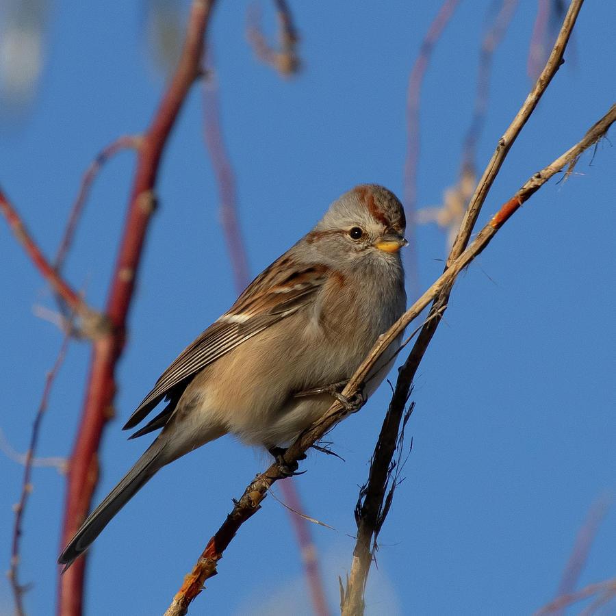 American Tree Sparrow Portrait Photograph by Cascade Colors