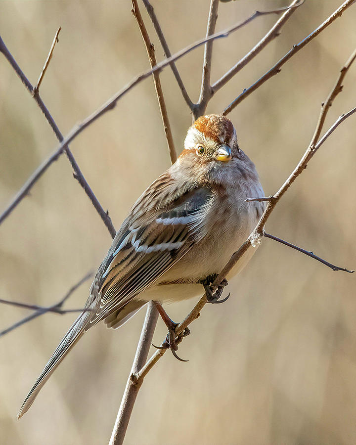 American Tree Sparrow Photograph by Ray Silva