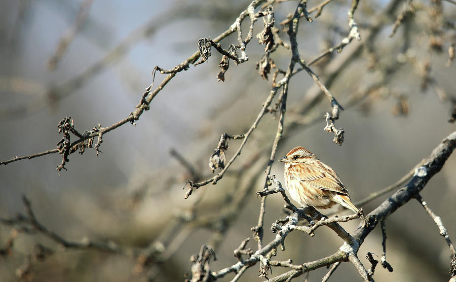 American Tree Sparrow  Photograph by Scott Burd