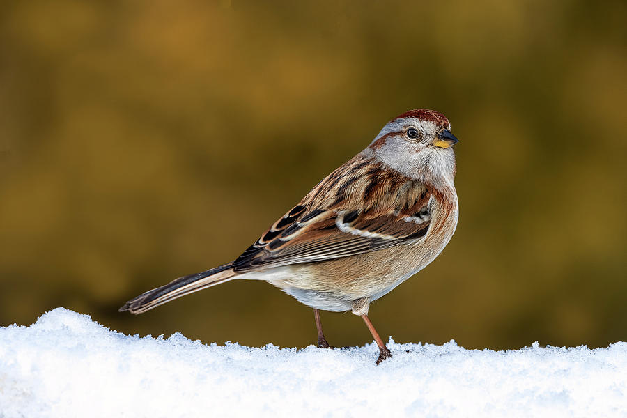 American Tree Sparrow Photograph by Susan Candelario