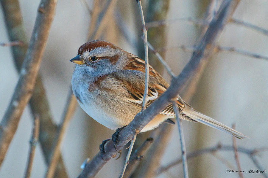 American Tree Sparrow Photograph by Thomas Sielaff - Fine Art America