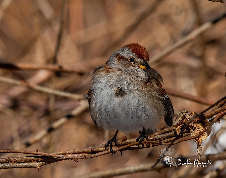 American Tree Sparrow Photograph by Regina Muscarella