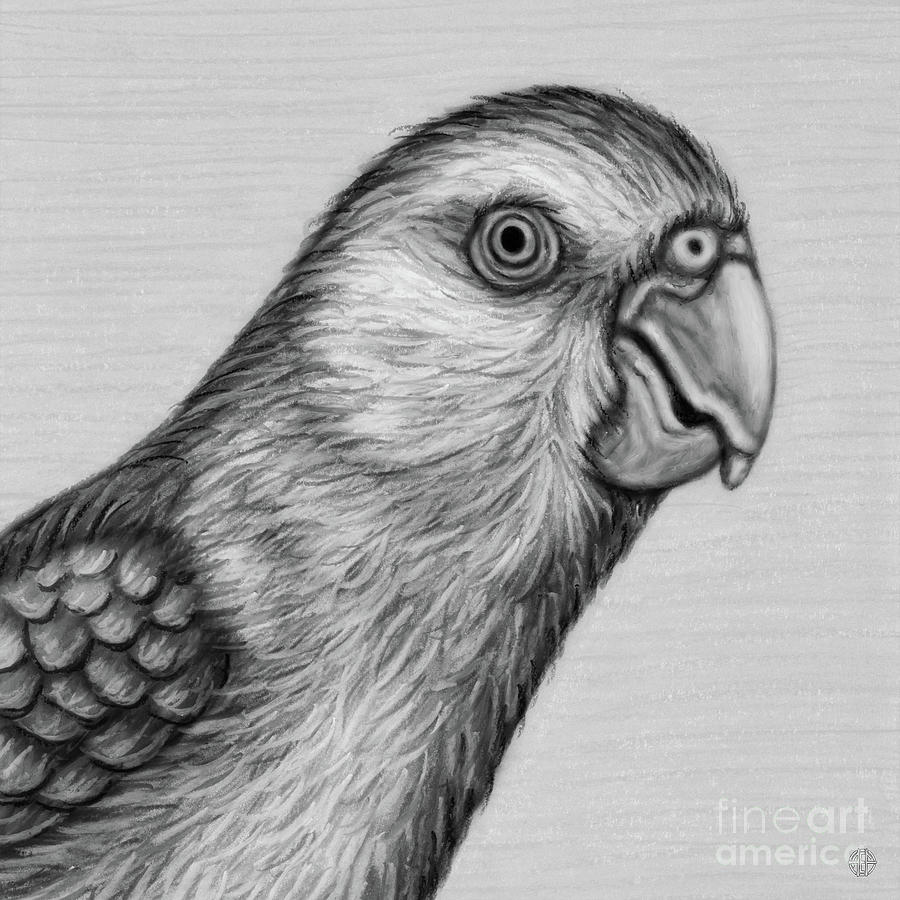 American Turquoise Pacific Parrotlet. Black and White Drawing by Amy E Fraser