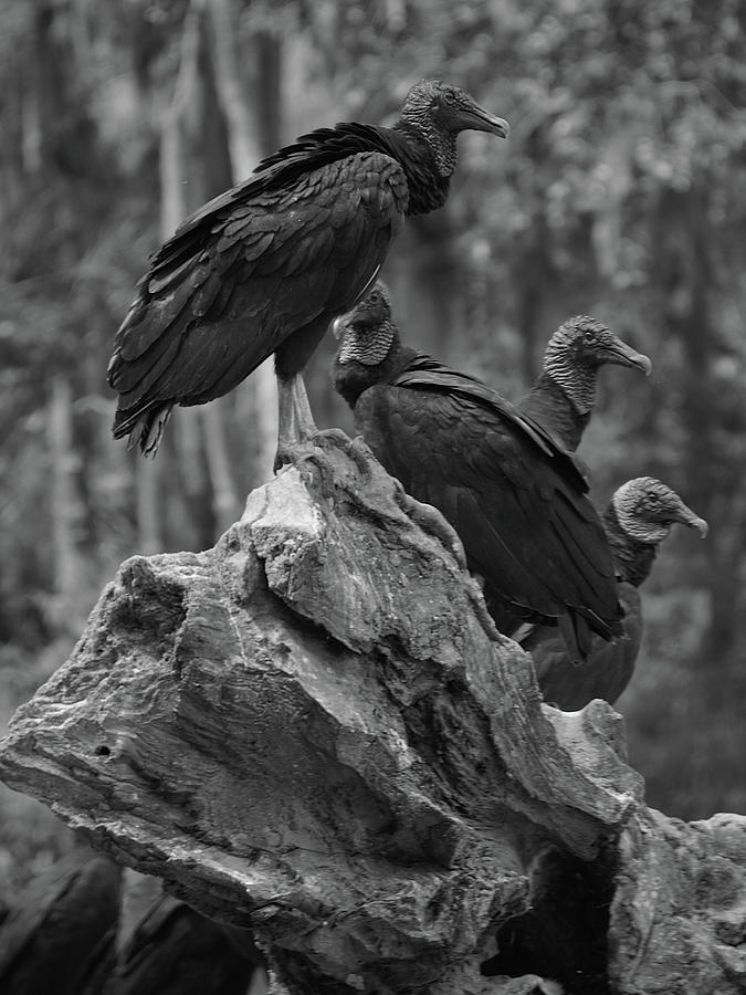 American Vultures on a Tree Stump Black And White  Photograph by Christopher Mercer